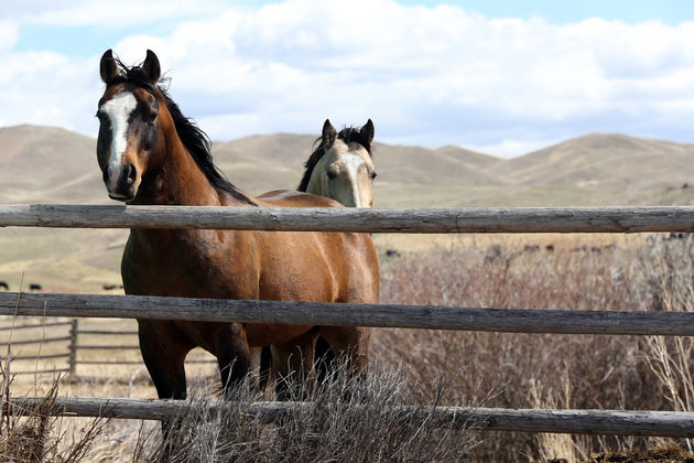 horses corral