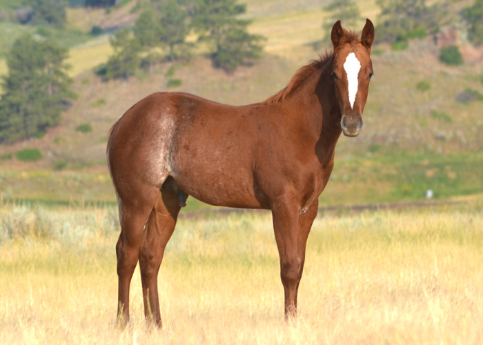 Lot 7 Weavers PocoImaTopaz