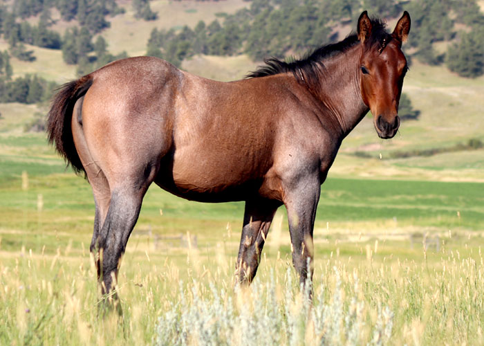 Lot 2 Weavers Pretty Royal