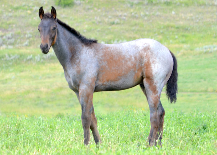 Lot 4 Weavers One Gun Lad