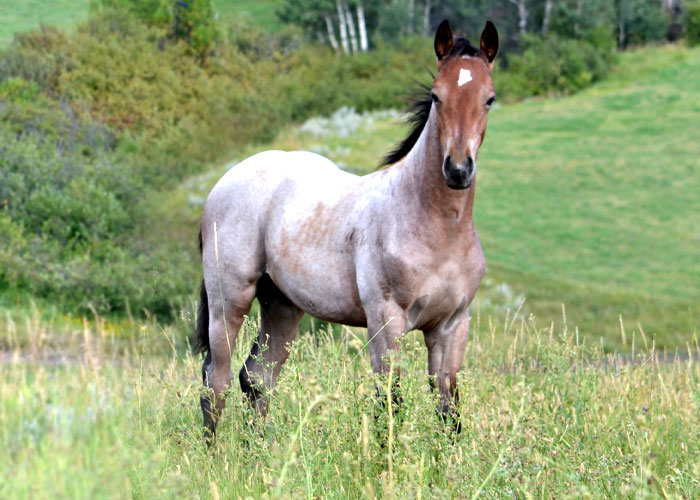 Lot 7 Weavers One Time Tonka