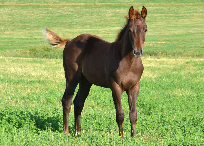 Lot 12 Weavers One Gun Jaz