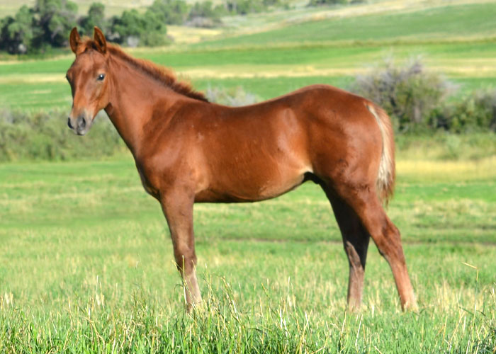 Lot 14 Weavers One Time