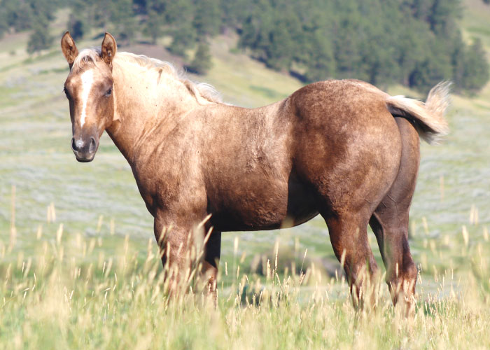 Lot 18 Weavers Bandito Gold