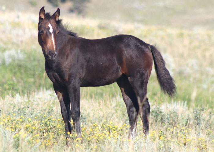 Lot 26 Weavers Busy Starlet