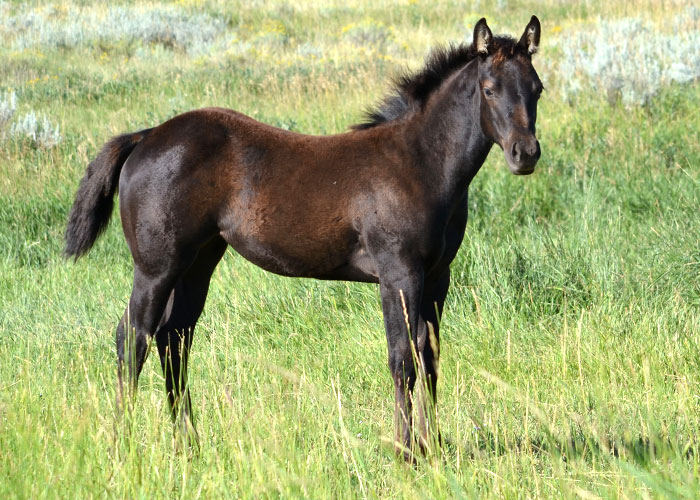 Lot 27 Weavers Ms Busy Fox