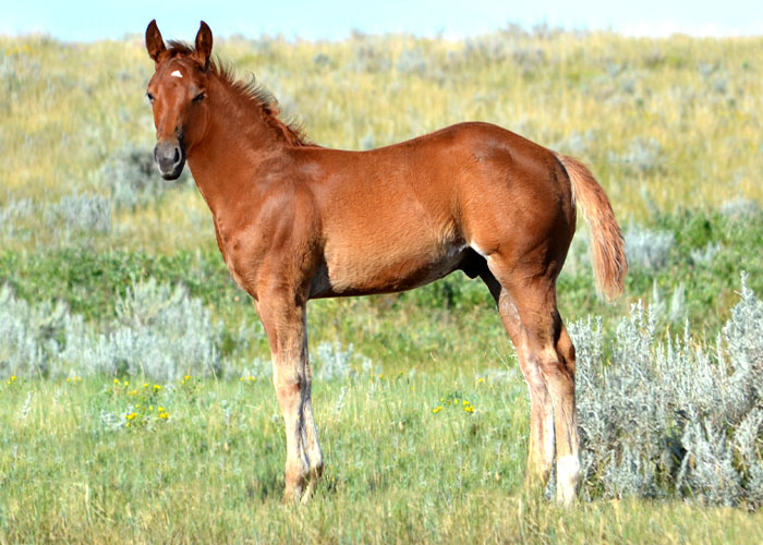 Lot 28 Weavers KeepinCowboy