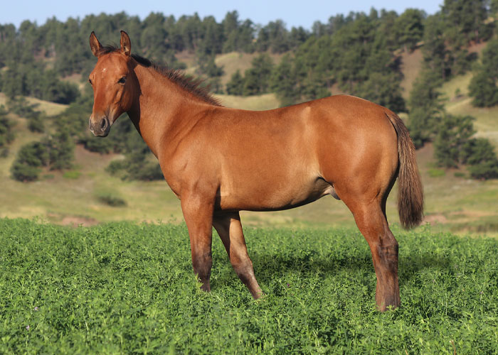 Lot 31 Weavers SmartNSmart