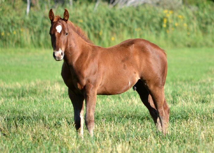 Lot 33 Weavers Play Star