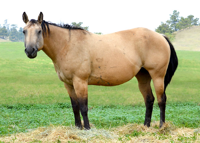 Lot 35 Weavers Tuf Sugar