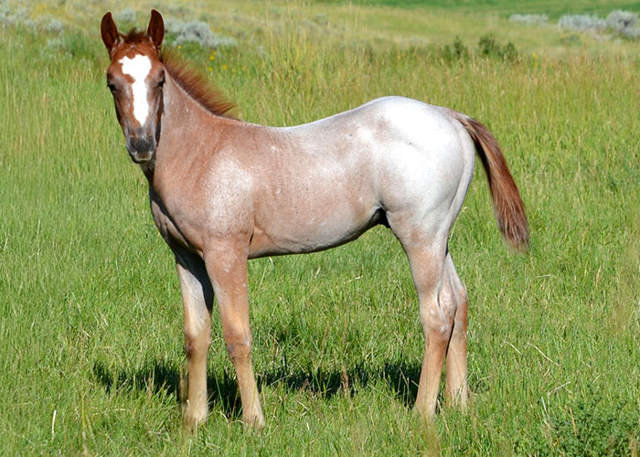 Lot 36 Weavers High Boon