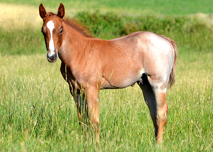 Lot 42 Weavers Paddy Boon