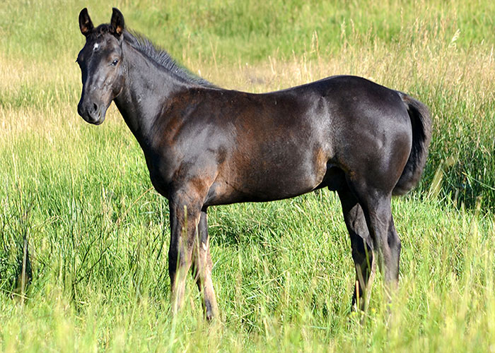 Lot 43 Weavers Black Cat