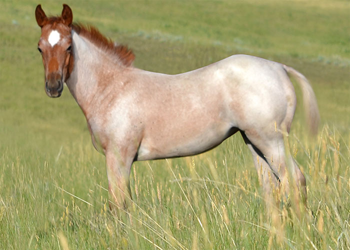 Lot 46 Weavers Perks Kat