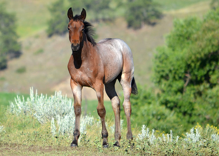 Lot 49 Weavers Echo Starlet