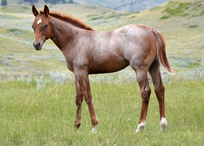 Lot 52 Weavers Bet Hesa San
