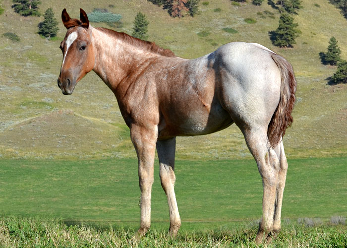 Lot 53 Weavers Call Me Boon