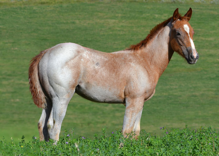 Lot 54 Weavers Call Me Once