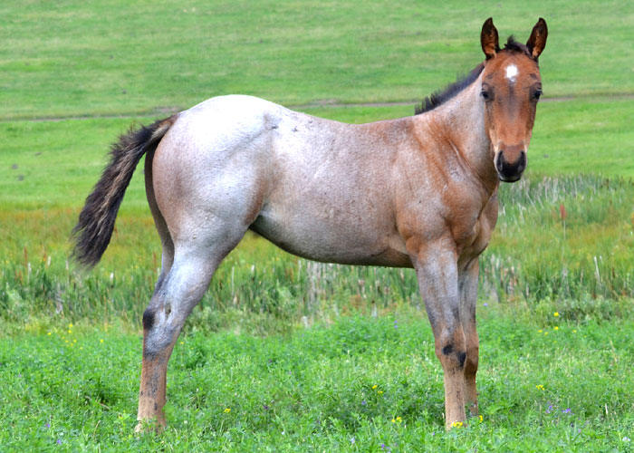 Lot 58 Weavers Once Tuf