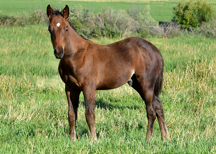 Lot 59 Weavers TopazImaSan