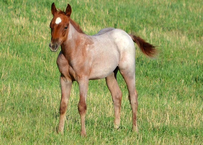 Lot 62 Weavers OnceShowgirl