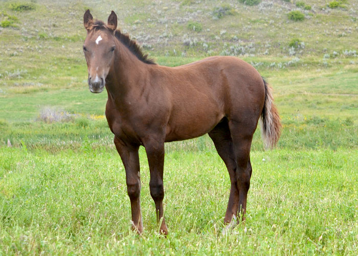Lot 64 Weavers Miss Play