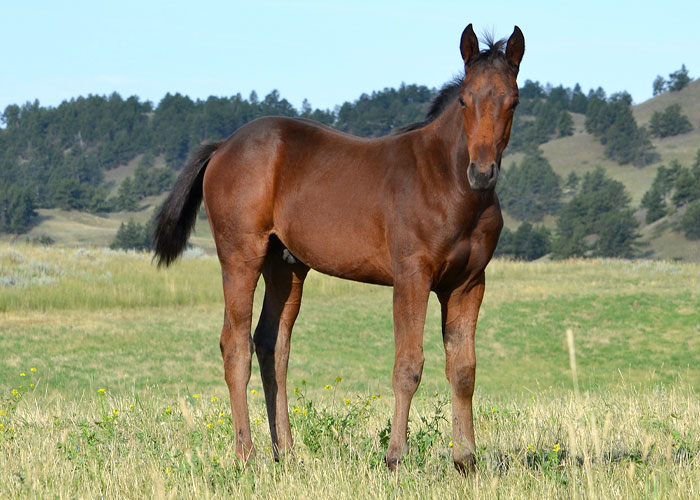 Lot 65 Weavers Judge Cee