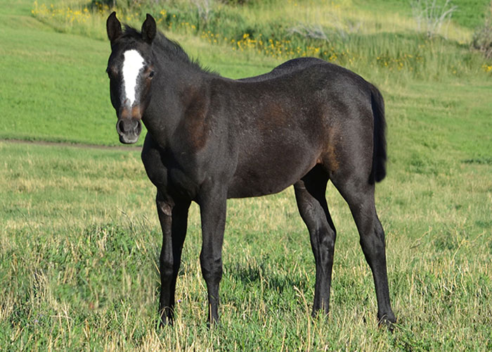 Lot 71 Weavers Smooth Missy