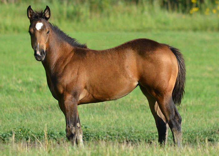Lot 74 Weavers Call Me Late