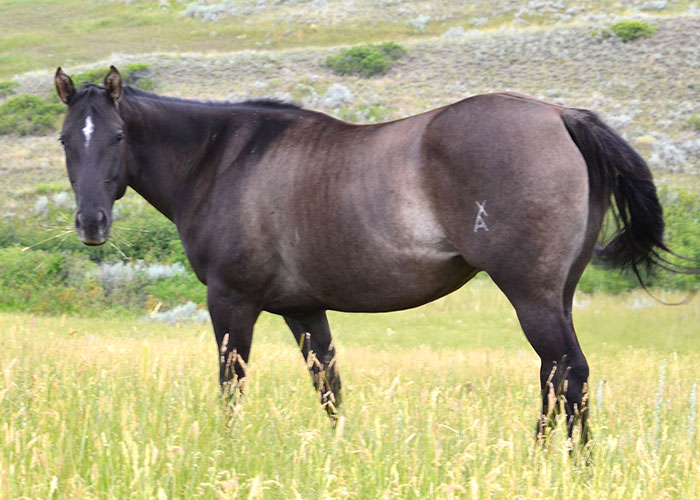 Lot 77 Weavers Dun Smooth