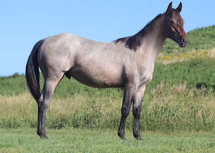 Lot 80 Weavers Future Bet