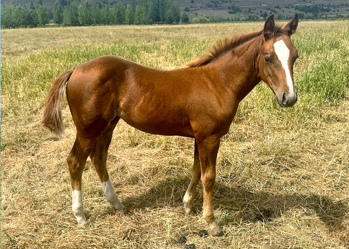 Lot 81 SCR Peptos SmartChic