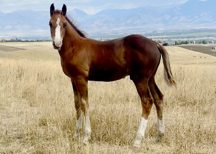 Lot 83 SCR Fancy Boonsmal