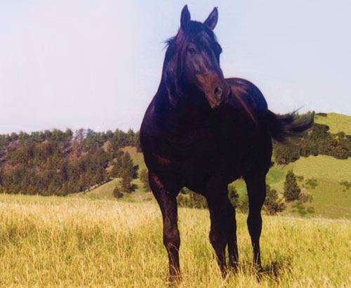 Poco Ima Doc (Reference Sire)