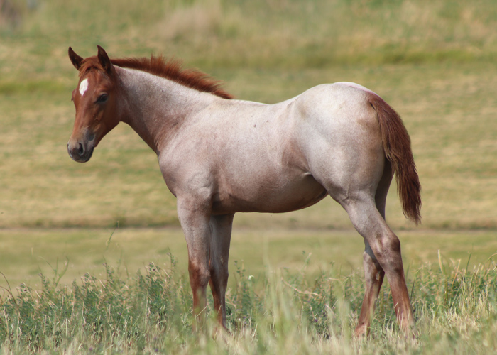 Lot 1 Weavers ThisShowGirl