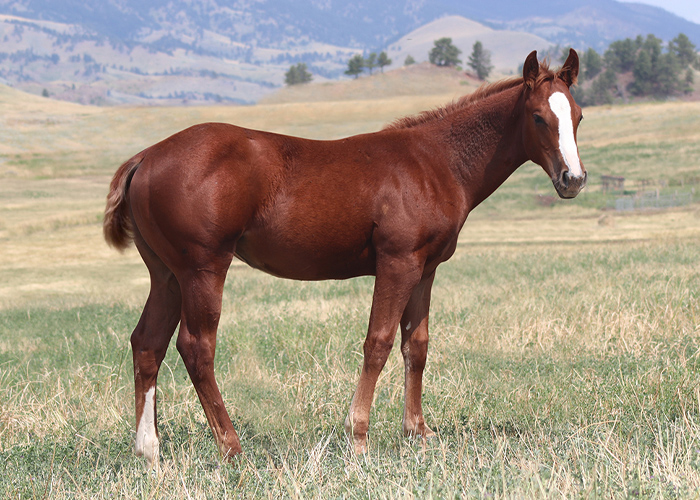 Lot 3 Weavers Ms Tuf Topaz