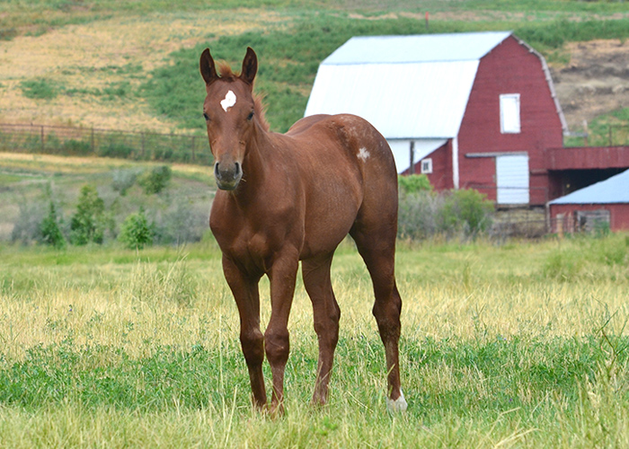 Lot 4 Weavers Smart Squal