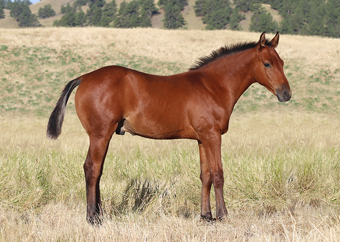 Lot 5 Weavers Too Smart