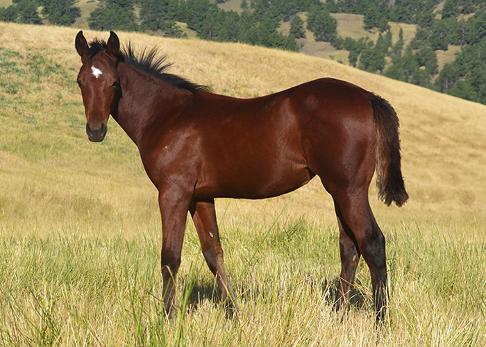 Lot 8 Weavers Misty Smart