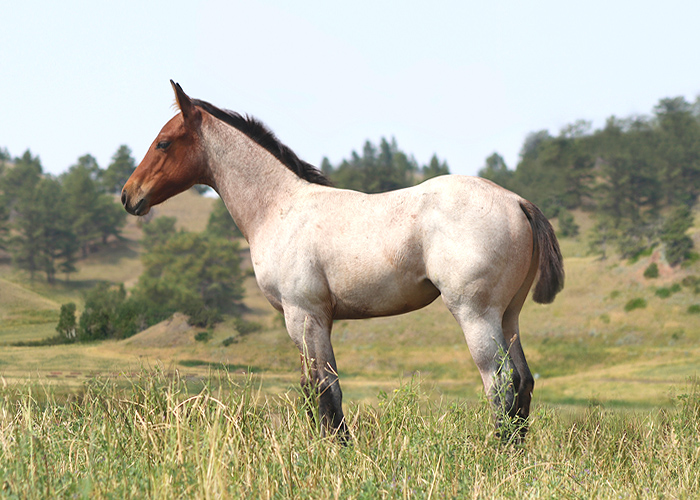 Lot 10 Weavers Smart Lou