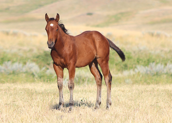 Lot 11 Weavers Smart Frost