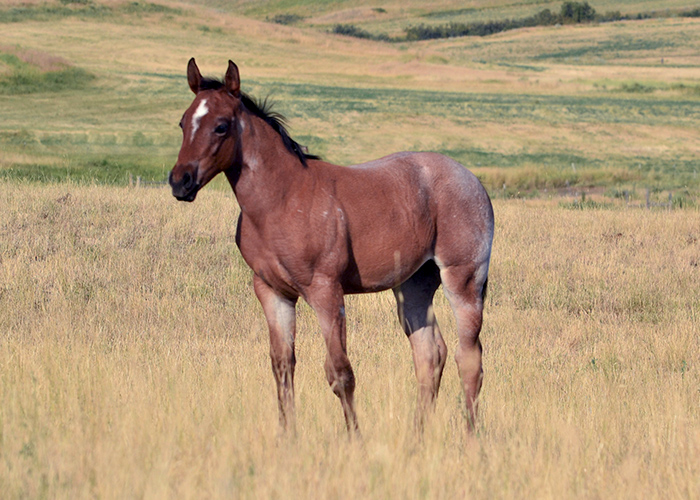 Weaver Quarter Horse Sale