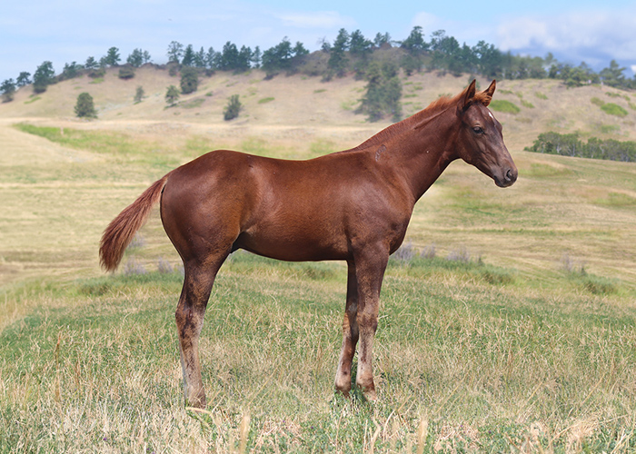 Lot 15 Weavers Hesa Mister