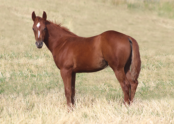 Lot 16 Weavers Echo Misty