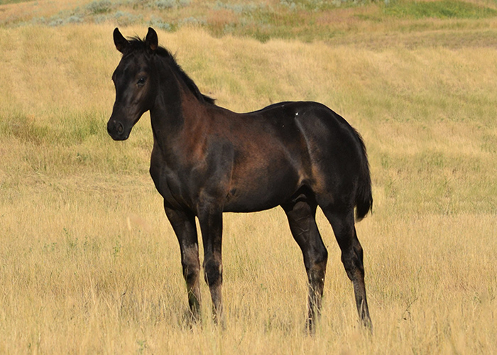 Lot 17 Weavers BirchCrkBlk