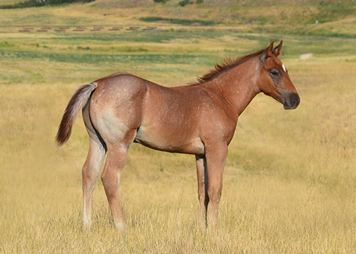 Lot 19 Weavers Hesa Cash