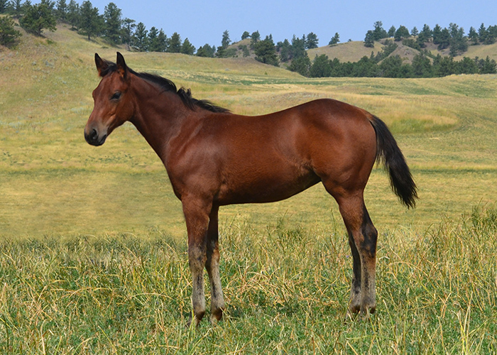 Lot 20 Weavers Bet Hes Busy
