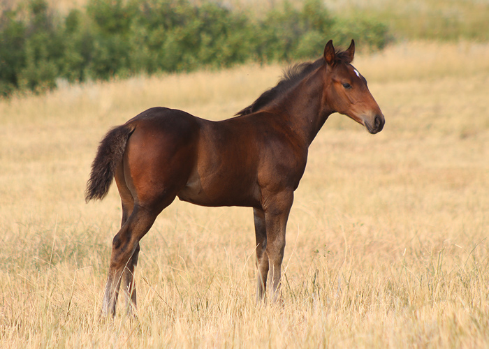 Lot 22 Weavers BetHesRodeo