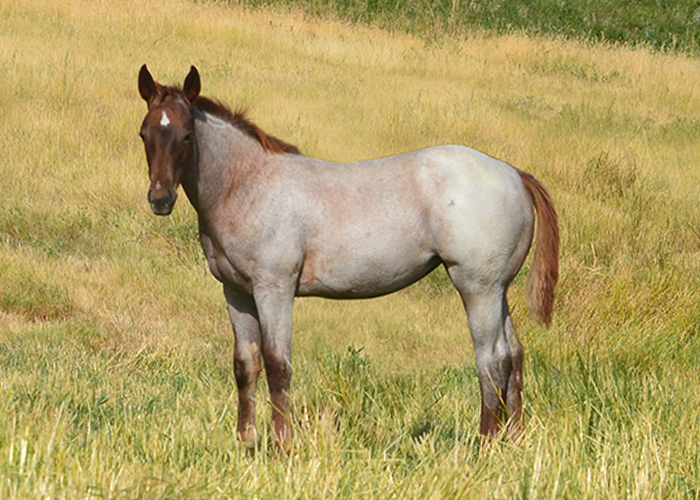 Lot 23 Weavers Shesa Star