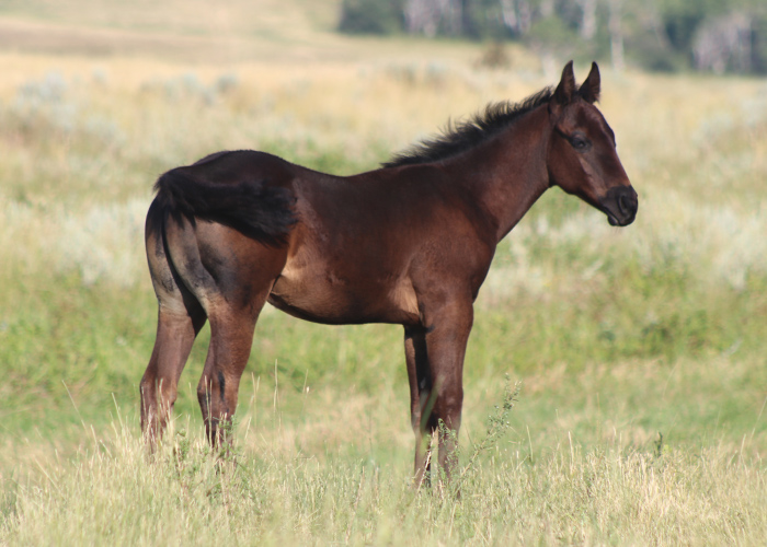 Lot 24 Weavers Call Me Echo